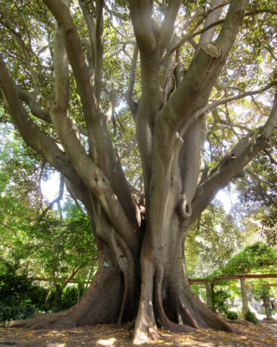 Ficus elastica