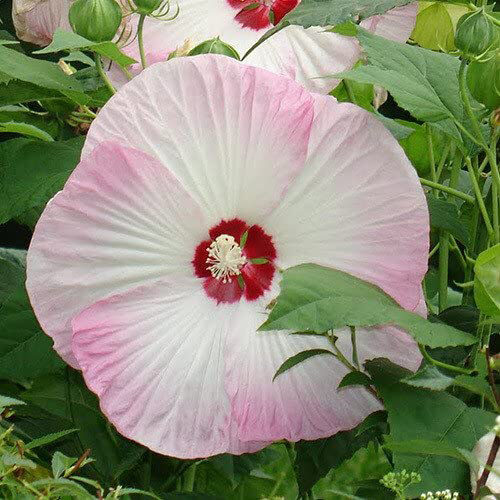 Hibiscus moscheutos