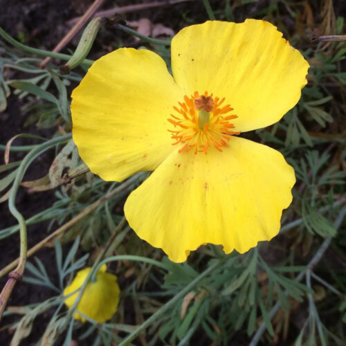 Hunnemannia fumariifolia