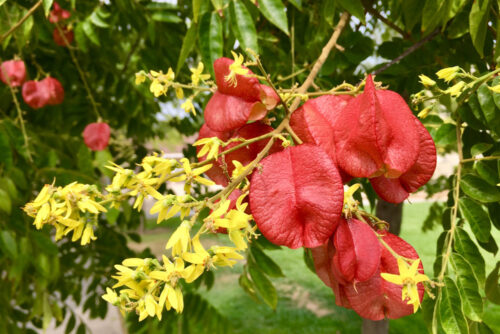 Koelreuteria bipinnata