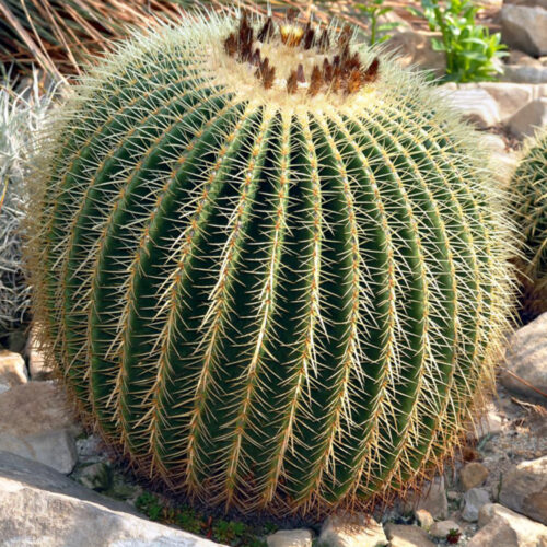 Kroenleinia grusonii