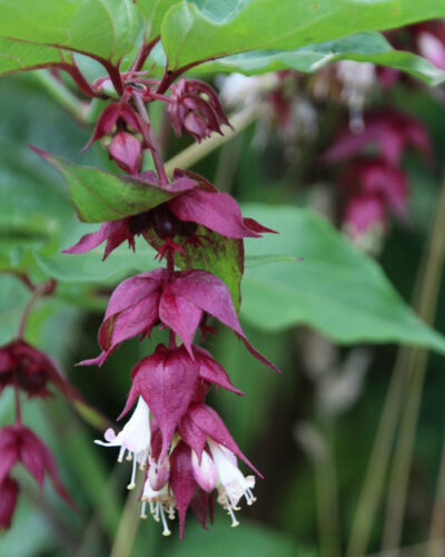 Leycesteria formosa
