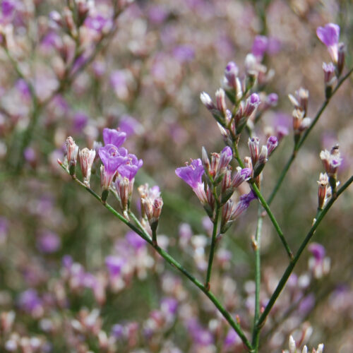 Limonium platyphyllum