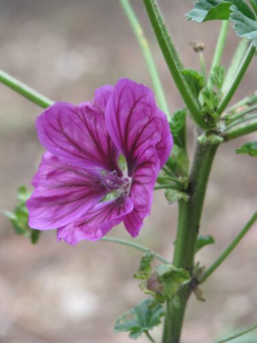 Malva sylvestris 