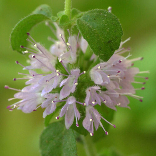 Mentha pulegium