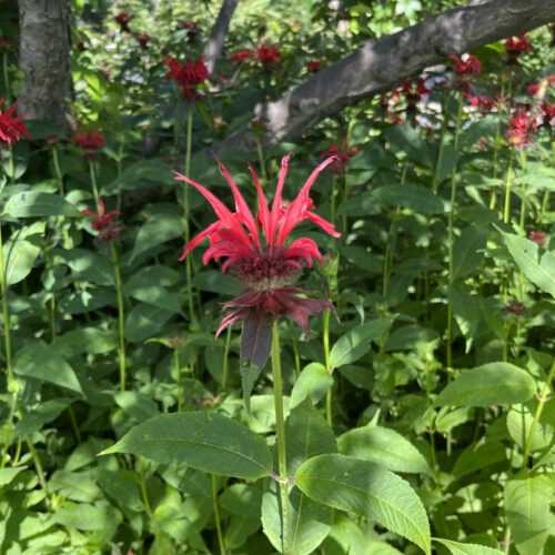 Monarda didyma Jacob Cline