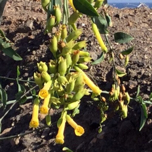 Nicotiana glauca