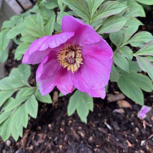 Paeonia mascula