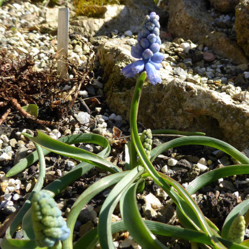 Pseudomuscari chalusicum