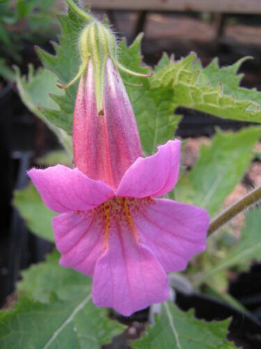 Rehmannia piasezkii