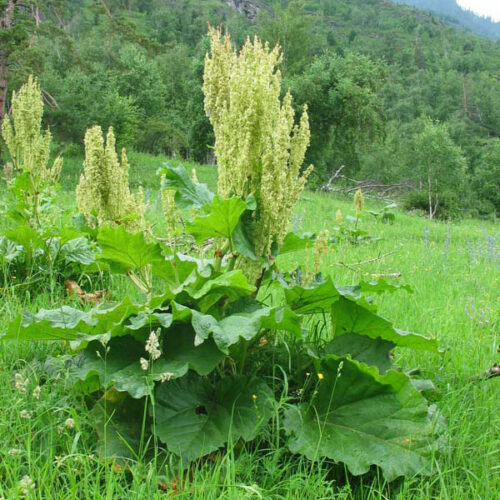 Rheum altaicum