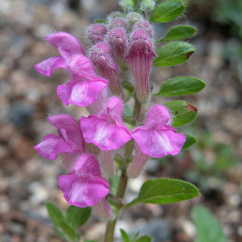 Scutellaria pontica