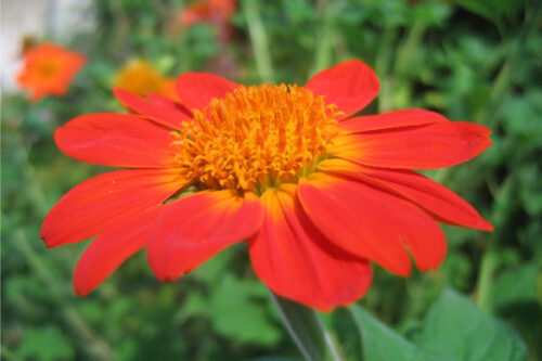 Tithonia rotundifolia