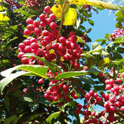 Zanthoxylum bungeanum