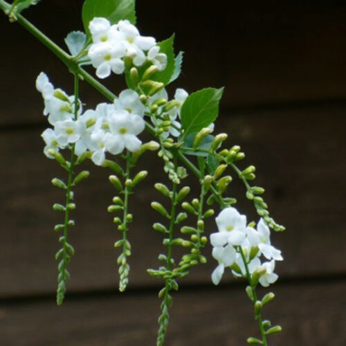 duranta erecta white