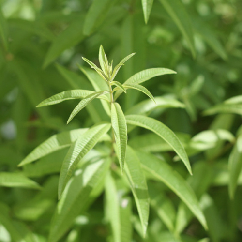Aloysia citrodora