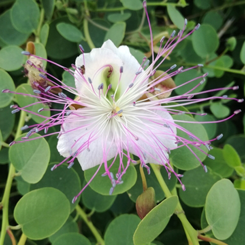 Capparis orientalis