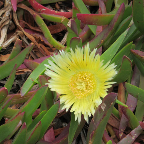 Carpobrotus edulis scaled