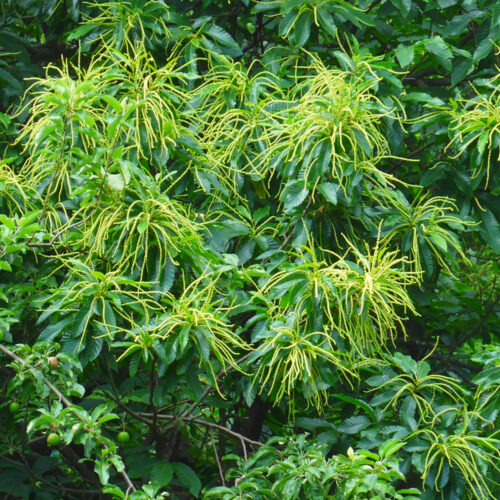 Castanea sativa