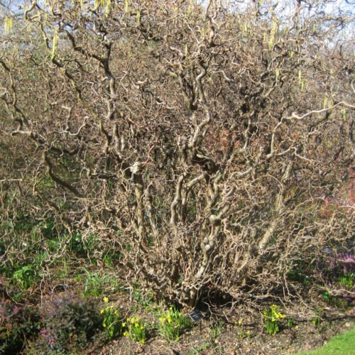 Corylus avellana Contorta