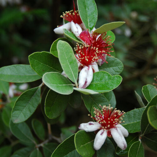 Feijoa sellowiana