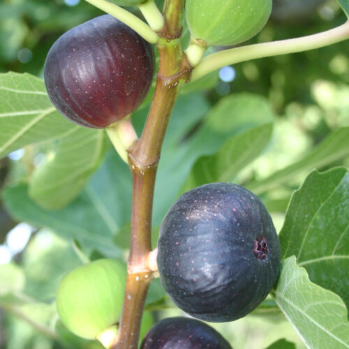 Ficus carica Ronde de Bordeaux