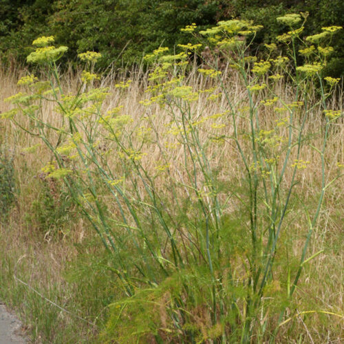 Foeniculum vulgare