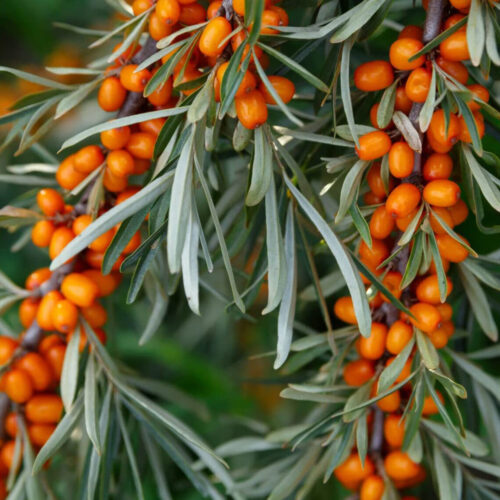 Hippophae rhamnoides