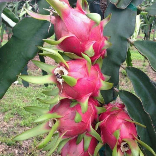 Hylocereus polyrhizus