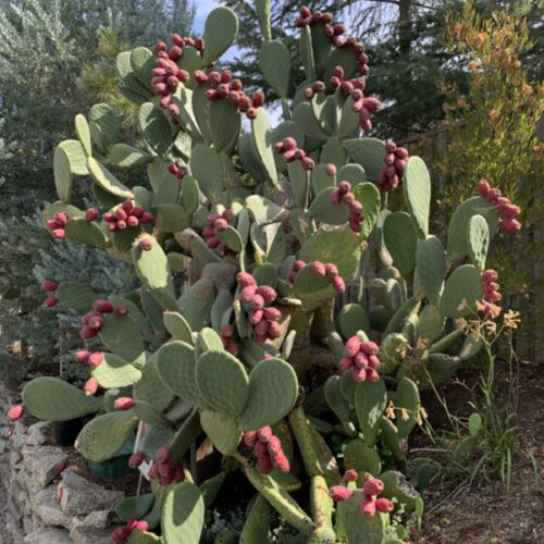 Opuntia ficus indica