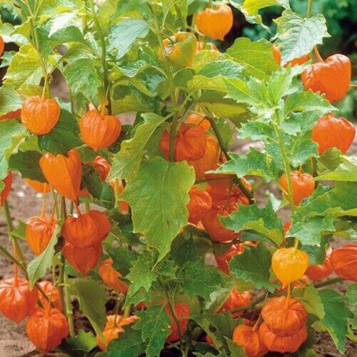 Physalis edulis