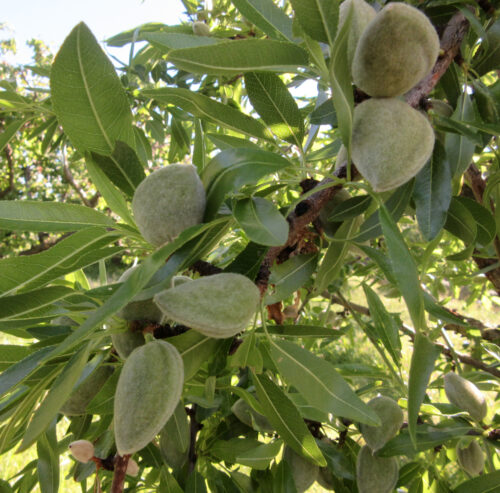 Prunus dulcis scaled