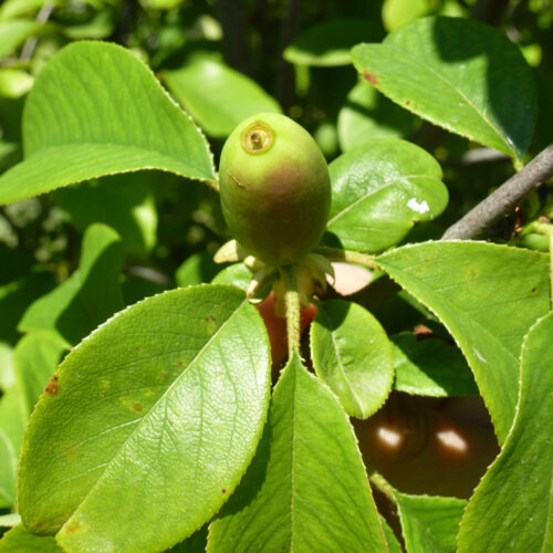 Pseudocydonia sinensis