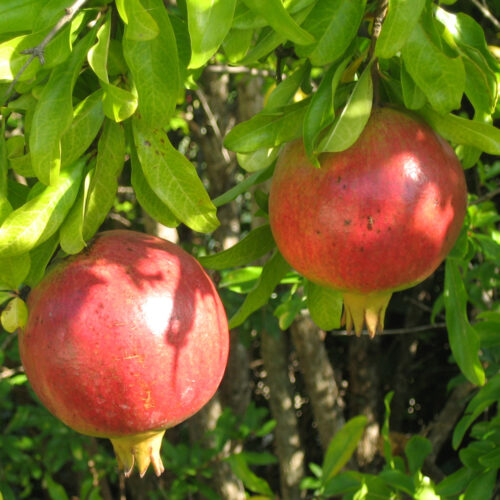 Punica granatum Provence