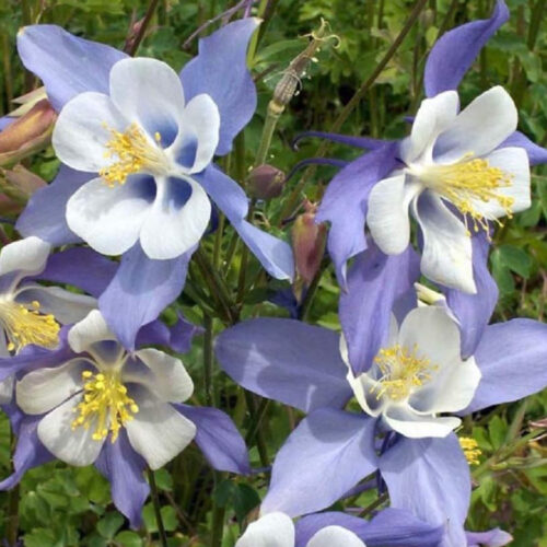 Aquilegia caerulea