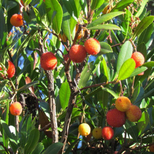 Arbutus unedo
