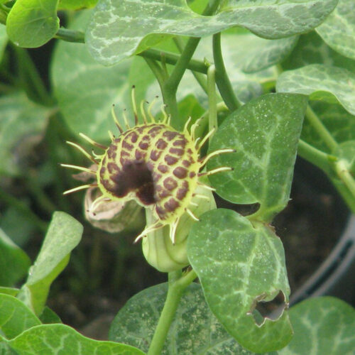 Aristolochia fimbriata