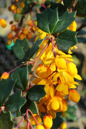 Berberis darwinii