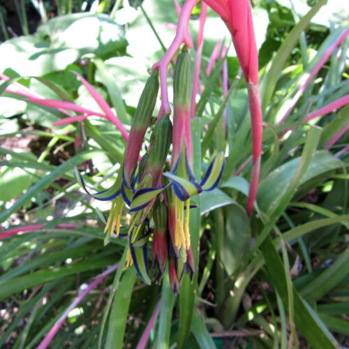 Billbergia nutans