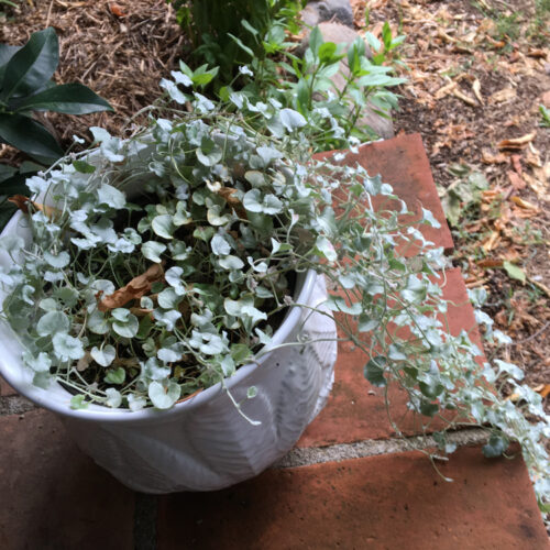 Dichondra argentea Silver Falls