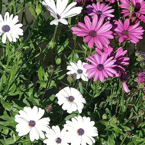 Dimorphotheca ecklonis