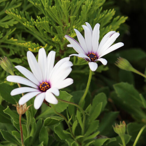 Dimorphotheca fruticosa