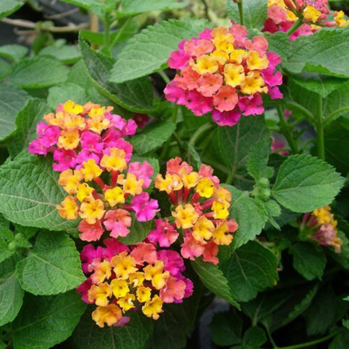 Lantana camara