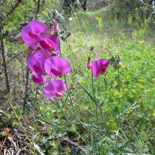 Lathyrus tingitanus