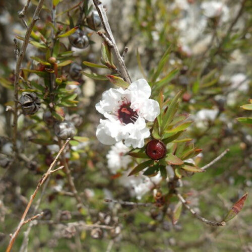 Leptospermum scoparium