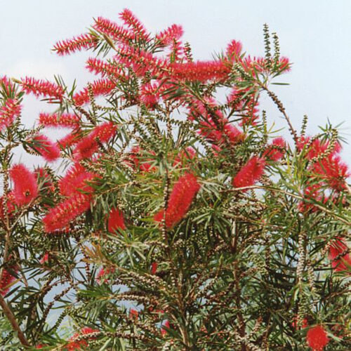 Melaleuca linearis