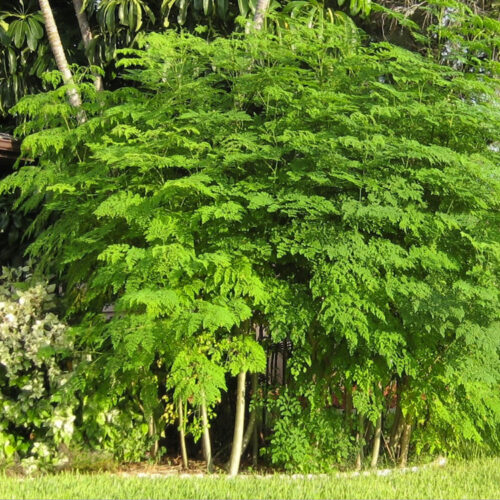 Moringa oleifera