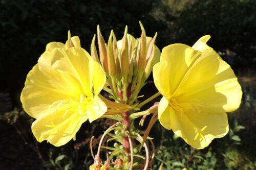 Oenothera biennis
