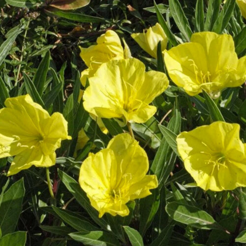 Oenothera missouriensis