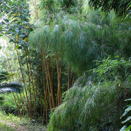 Otatea acuminata ssp. aztecorum